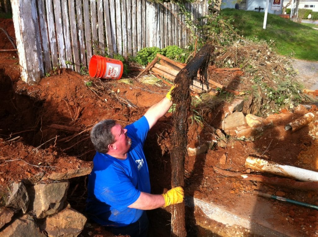 Image of roots being removed from a sewer line.