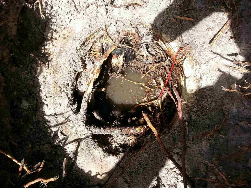 Image of a septic tank invaded by tree roots.