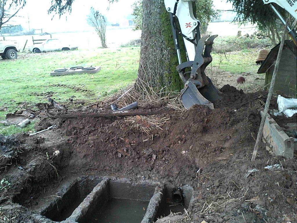 Image of tree roots clogging a septic tank.