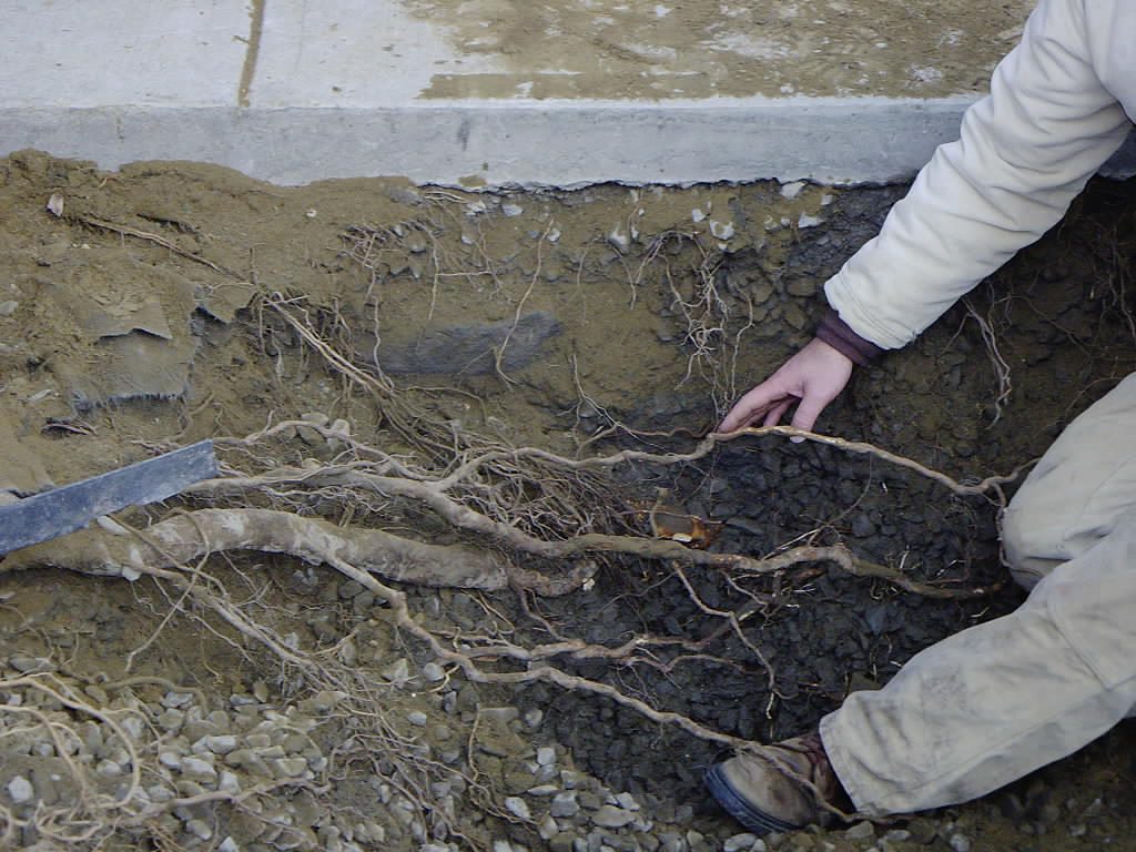 Image of roots being kept away from raised mound systems.