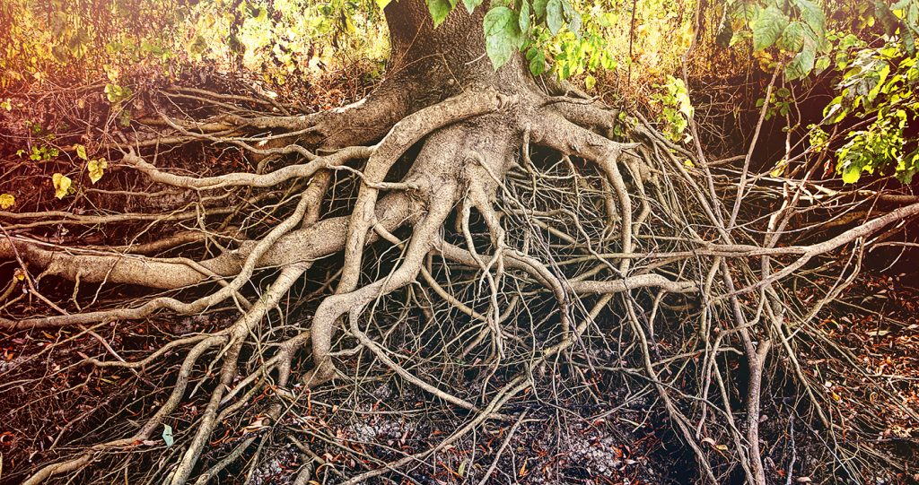 Image of tree roots that can harm sand mound systems