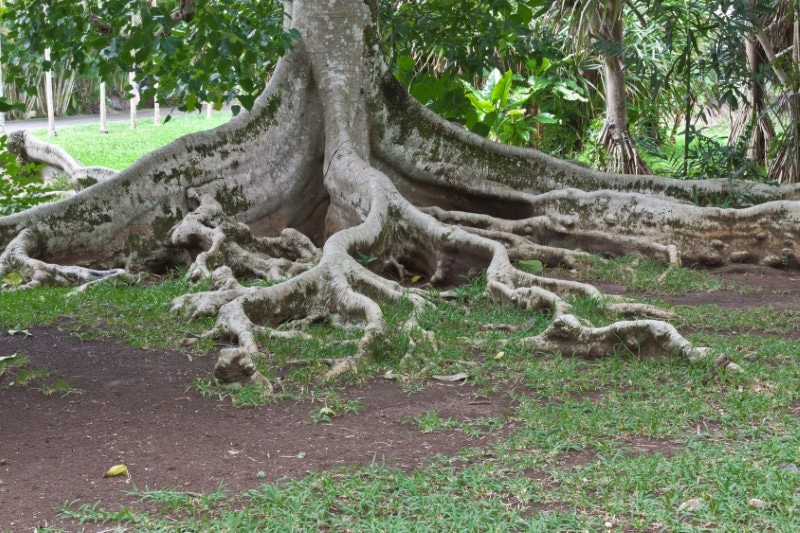 Image of tree roots invading a drainfield.
