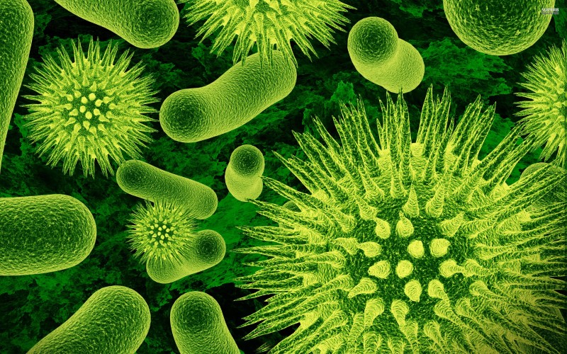 Image of septic bacteria.