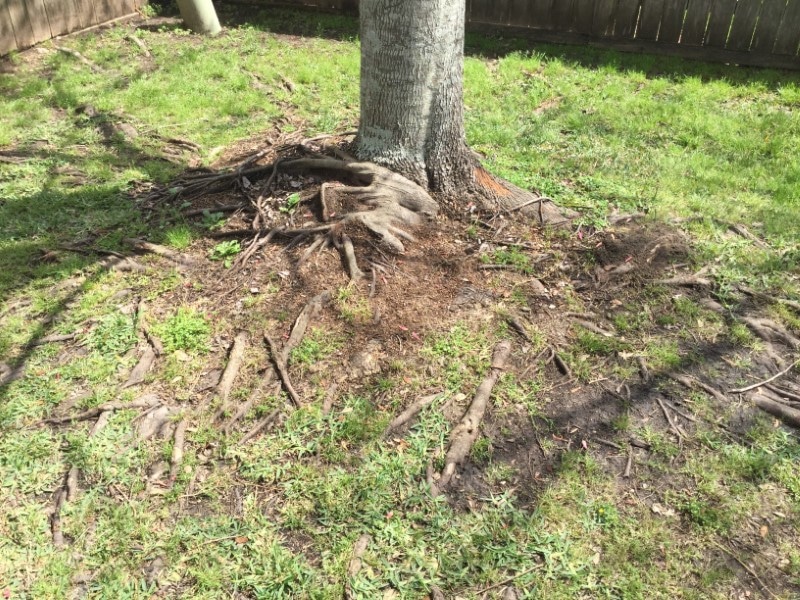 Image of obstructive tree roots.