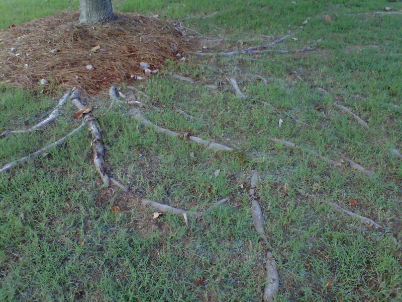 Image of invasive tree roots that can affect raised mounds.