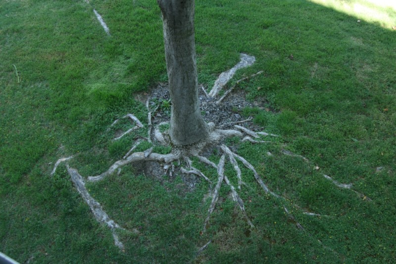 Image of tree roots in the yard.