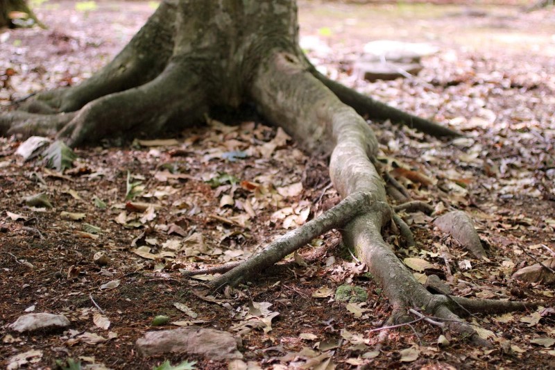 Image of tree roots that can clog your septic system.