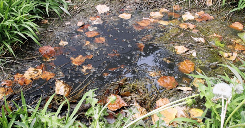 Image of a saturated leach field.