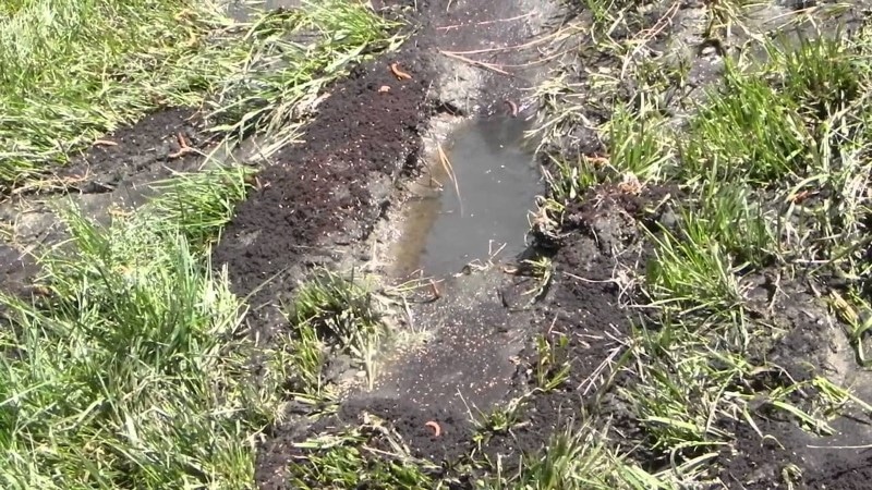 Image of a clogged leach field caused by salt.
