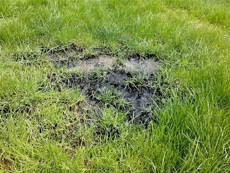 Image of a backed up drain field.