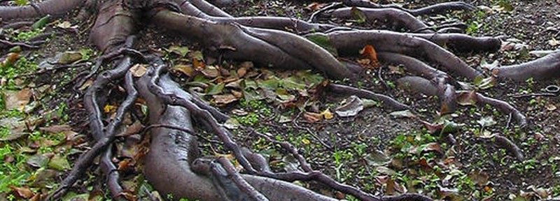 Image of roots that need to be kept away from drainfields.