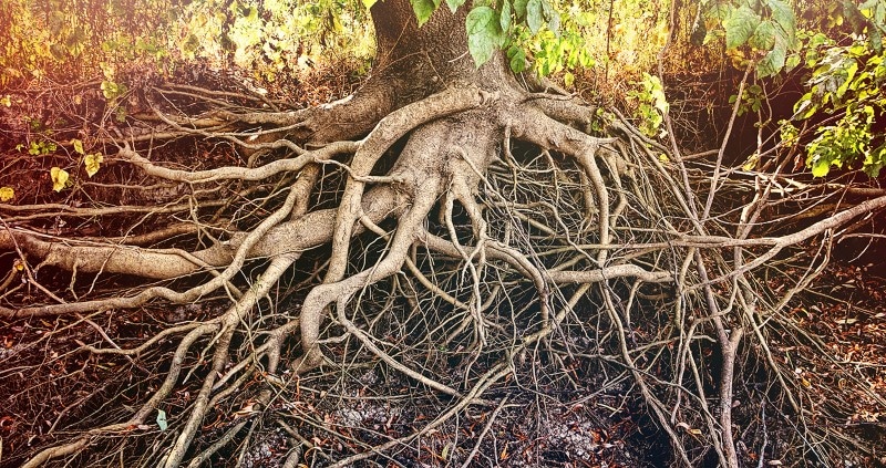 Image of tree roots that can harm sand mound systems.